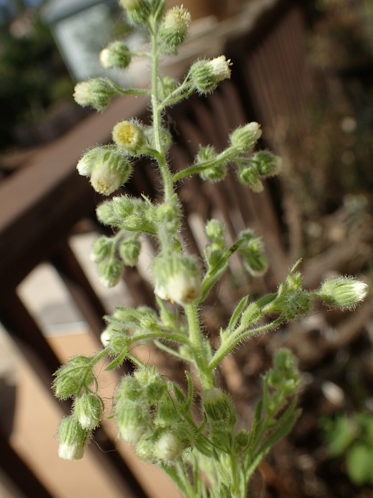 High Resolution Laennecia coulteri Flower